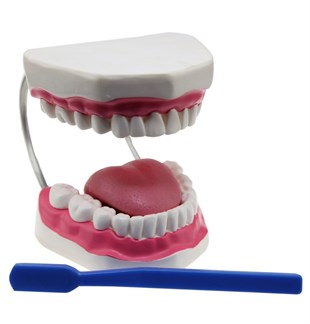 Diş Fırçalama Modeli